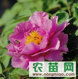 優(yōu)質(zhì)牡丹供應(yīng)指南 廠商、指導價與選購策略